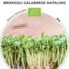 Bio Keimsprossen Brokkoli „Calabrese Natalino“ 1 Bio Keimsprossen Brokkoli „Calabrese Natalino“ -Windcom Geschaft bionana bio keimsprossen brokkoli calabrese natalino 1 paket 1695262 de