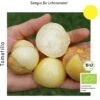 Bio Tomatillo Aurora 2 Bio Tomatillo Aurora -Windcom Geschaft culinaris bio tomatillo aurora 1 paket 1683591 de