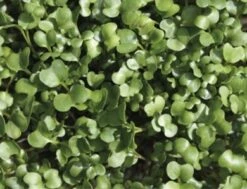 Keimsprossen "Rucola", 30 G -Windcom Geschaft de bolster keimsprossen rucola 30 g 1647576 de
