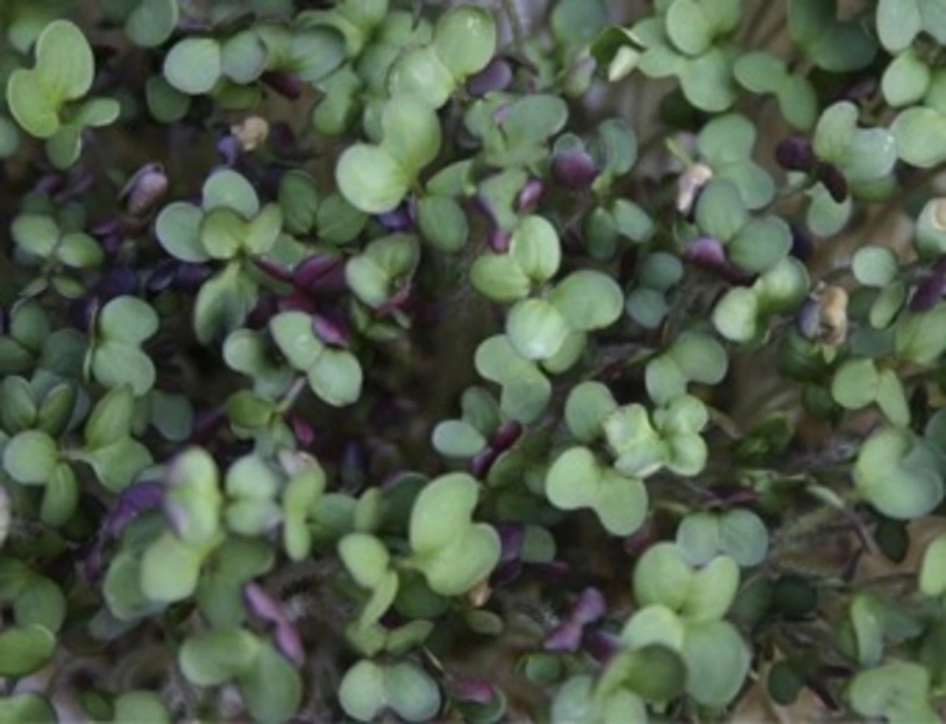 Keimsprossen "Senfsaat", 50 G 3 Keimsprossen "Senfsaat", 50 G