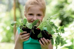 Elho Green Basics Anzuchttopf Starter Set, 10 Stück -Windcom Geschaft elho green basics anzuchttopf starter set 1588332 de