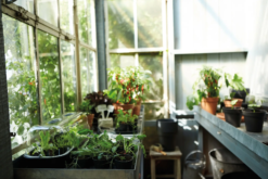 Elho Green Basics Anzuchttopf Starter Set, 10 Stück -Windcom Geschaft elho green basics anzuchttopf starter set 1588334 de