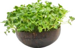 Microgreens Nachfüllpaket "Asian Festival" 10 Microgreens Nachfüllpaket "Asian Festival" -Windcom Geschaft grow grow nut microgreens nachfuellpaket asian festival 1 set 1012908 de