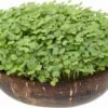 Microgreens Nachfüllpaket "Brokk 'n' Roll" -Windcom Geschaft grow grow nut microgreens nachfuellpaket brokk n roll 1 set 1012604 de