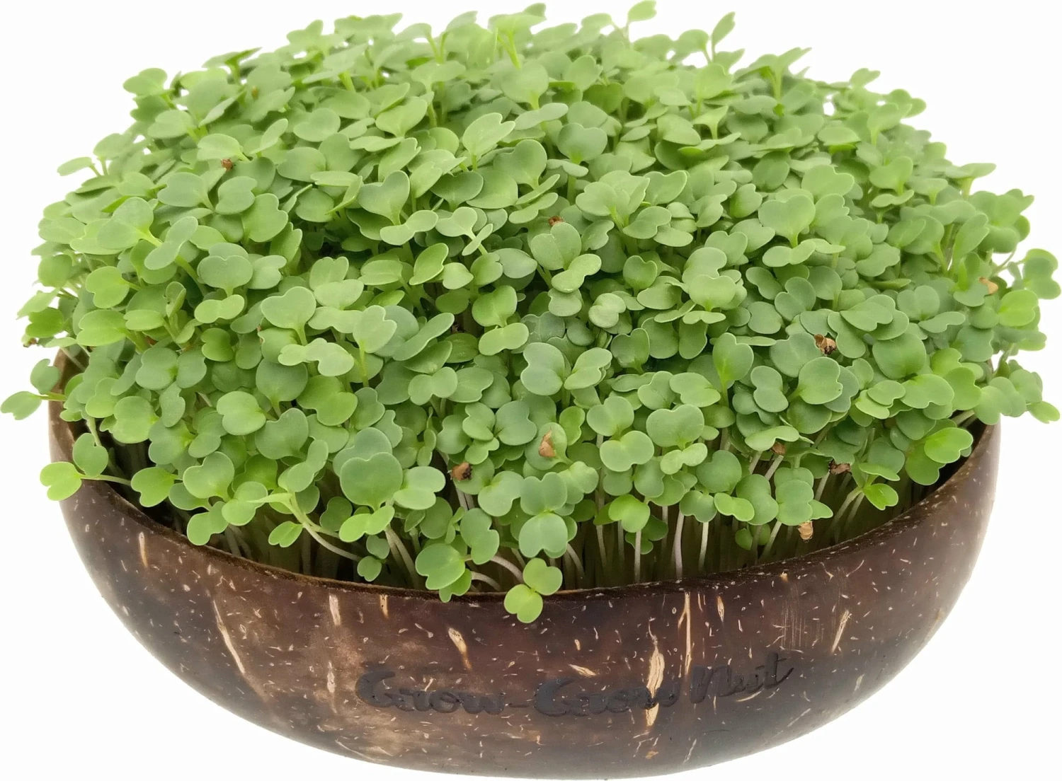 Microgreens Nachfüllpaket "Brokk 'n' Roll" 3 Microgreens Nachfüllpaket "Brokk 'n' Roll"