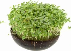 Microgreens Nachfüllpaket "Brokk 'n' Roll" 8 Microgreens Nachfüllpaket "Brokk 'n' Roll" -Windcom Geschaft grow grow nut microgreens nachfuellpaket brokk n roll 1 set 1012887 de