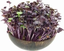 Microgreens Nachfüllpaket "Red Hot Greens" 12 Microgreens Nachfüllpaket "Red Hot Greens" -Windcom Geschaft grow grow nut microgreens nachfuellpaket red hot greens 1 set 1012873 de