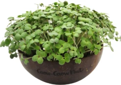 Microgreens Nachfüllpaket "Red Hot Greens" 11 Microgreens Nachfüllpaket "Red Hot Greens" -Windcom Geschaft grow grow nut microgreens nachfuellpaket red hot greens 1 set 1675645 de
