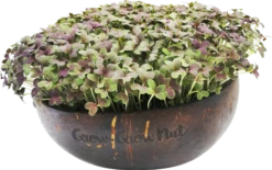 Microgreens Nachfüllpaket "The Mikro Greens" 8 Microgreens Nachfüllpaket "The Mikro Greens" -Windcom Geschaft grow grow nut microgreens nachfuellpaket the mikro greens 1 set 1012929 de