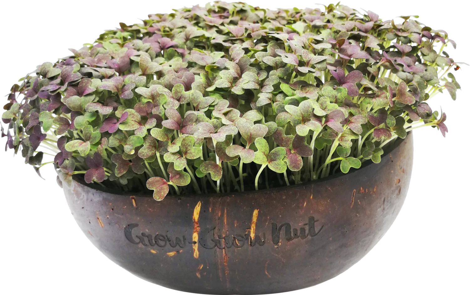 Microgreens Nachfüllpaket "The Mikro Greens" 5 Microgreens Nachfüllpaket "The Mikro Greens" – Bild 3