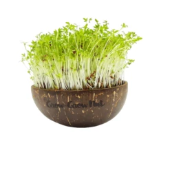 Microgreens Nachfüllpaket "The Mikro Greens" 9 Microgreens Nachfüllpaket "The Mikro Greens" -Windcom Geschaft grow grow nut microgreens nachfuellpaket the mikro greens 1 set 1012936 de