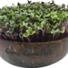 Microgreens Nachfüllpaket "The Mikro Greens" -Windcom Geschaft grow grow nut microgreens nachfuellpaket the mikro greens 1 set 1012943 de