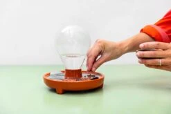 "Patella Crescenda" - Natürliches Keimset -Windcom Geschaft house of thol patella crescenda natuerliches keimset 1541824 de