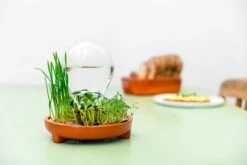 "Patella Crescenda" - Natürliches Keimset -Windcom Geschaft house of thol patella crescenda natuerliches keimset 1541860 de