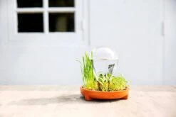 "Patella Crescenda" - Natürliches Keimset -Windcom Geschaft house of thol patella crescenda natuerliches keimset 1541864 de