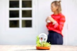 "Patella Crescenda" - Natürliches Keimset -Windcom Geschaft house of thol patella crescenda natuerliches keimset 1541868 de