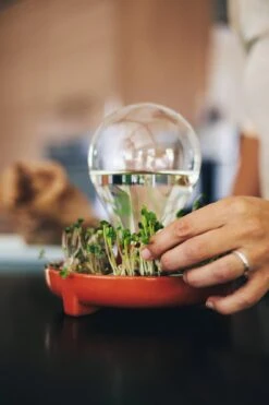 "Patella Crescenda" - Natürliches Keimset -Windcom Geschaft house of thol patella crescenda natuerliches keimset 1541892 de