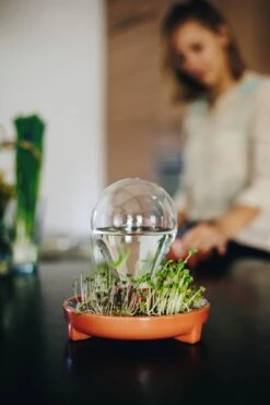 "Patella Crescenda" - Natürliches Keimset -Windcom Geschaft house of thol patella crescenda natuerliches keimset 1541926 de