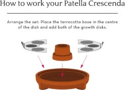 "Patella Crescenda" - Natürliches Keimset -Windcom Geschaft house of thol patella crescenda natuerliches keimset 1682822 de