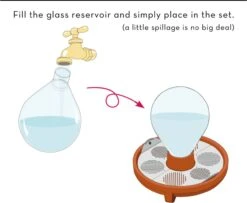 "Patella Crescenda" - Natürliches Keimset -Windcom Geschaft house of thol patella crescenda natuerliches keimset 1682823 de