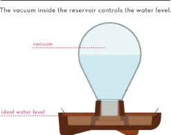 "Patella Crescenda" - Natürliches Keimset -Windcom Geschaft house of thol patella crescenda natuerliches keimset 1682824 de