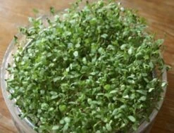 Keimsprossen "Alfalfa", 50 G 7 Keimsprossen "Alfalfa", 50 G -Windcom Geschaft keimsprossen alfalfa 50 g 1647586 de