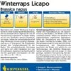 Winterraps "Licapo" 1 Winterraps "Licapo" -Windcom Geschaft kiepenkerl winterraps licapo 1 pkt 1209768 de