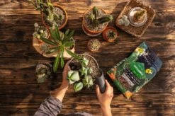 LECHUZA Substrat Cactus-PON, 6 Liter -Windcom Geschaft lechuza substrat cactus pon 6 liter 1684152 de