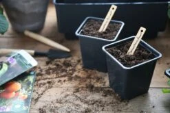 Anzuchttopf Kunststoff 7 Cm, 25 Stück -Windcom Geschaft nelson garden anzuchttopf kunststoff 7 cm 1460092 de