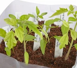 Kokoserde Quellblock 3 L -Windcom Geschaft own grown kokoserde quellblock 3 l 1 stk 1300138 de