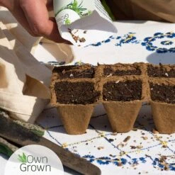 Saatgut "Balkonerdbeere" 8 Saatgut "Balkonerdbeere" -Windcom Geschaft own grown saatgut balkonerdbeere 1526001 de