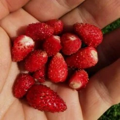 Saatgut "Balkonerdbeere" 9 Saatgut "Balkonerdbeere" -Windcom Geschaft own grown saatgut balkonerdbeere 1682779 de