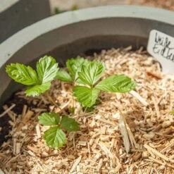 Saatgut "Weiße Erdbeere" -Windcom Geschaft own grown saatgut weisse erdbeere 1525953 de