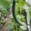 Gurkenmelone "Armenian Green" 2 Gurkenmelone "Armenian Green" -Windcom Geschaft reinsaat gurkenmelone armenian green 1683489 de