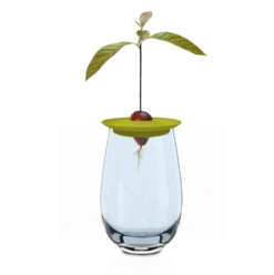 Avocado Kit Für Die Anzucht 8 Avocado Kit Für Die Anzucht -Windcom Geschaft romberg avocado kit fuer die anzucht 1 stk 1045786 de