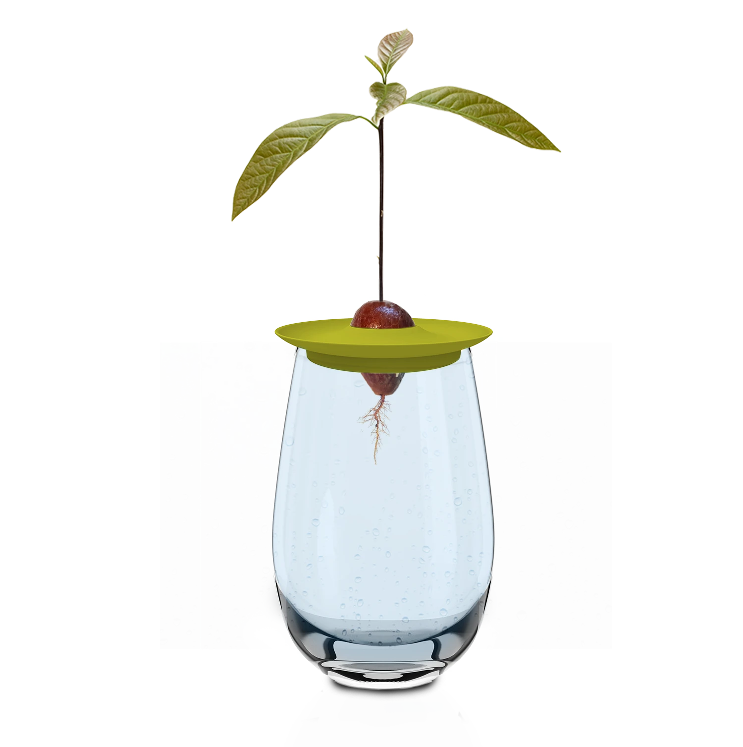 Avocado Kit Für Die Anzucht 5 Avocado Kit Für Die Anzucht – Bild 3