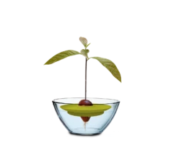 Avocado Kit Für Die Anzucht 9 Avocado Kit Für Die Anzucht -Windcom Geschaft romberg avocado kit fuer die anzucht 1 stk 1045793 de