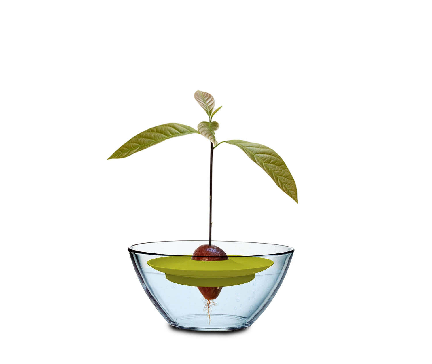 Avocado Kit Für Die Anzucht 6 Avocado Kit Für Die Anzucht – Bild 4