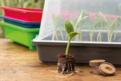 Classic Gewächshaus M -Windcom Geschaft romberg classic gewaechshaus m 1 st 906745 de