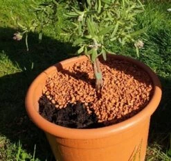 Bio-Pflanz-Granulat Für Hochbeete, Balkon- & Kübelpflanzen, 12,50 L 8 Bio-Pflanz-Granulat Für Hochbeete, Balkon- & Kübelpflanzen, 12,50 L -Windcom Geschaft seramis bio pflanz granulat fuer hochbeete balkon kuebelpflanzen 1680382 de