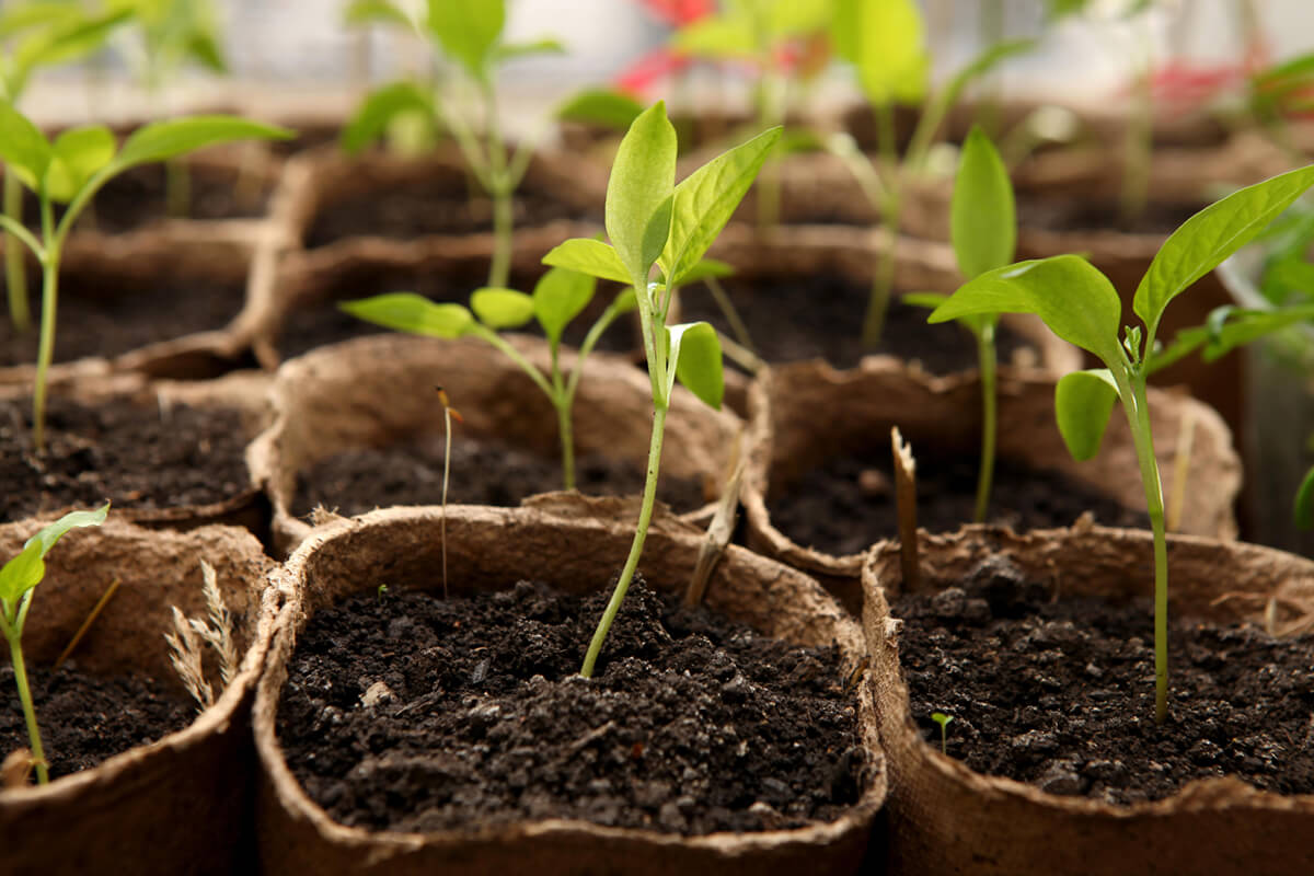 Windcom Geschaft 1 Windcom Geschaft -Windcom Geschaft Stoerk Substrate